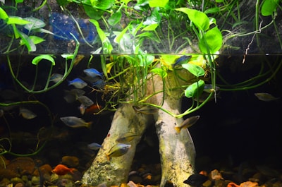 A beautifully arranged aquascape showcasing a variety of healthy plants and colorful fish.