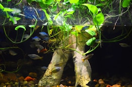 An aquarium scene showcasing various fish swimming around submerged roots and aquatic plants. The upper part is filled with lush green leaves extending into the water, while the lower section has a variety of colorful fish and natural stone elements.