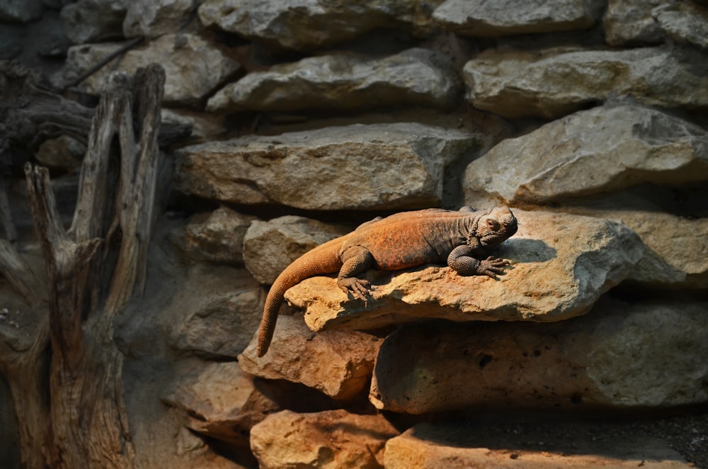 Graues Reptil auf Betonoberfläche