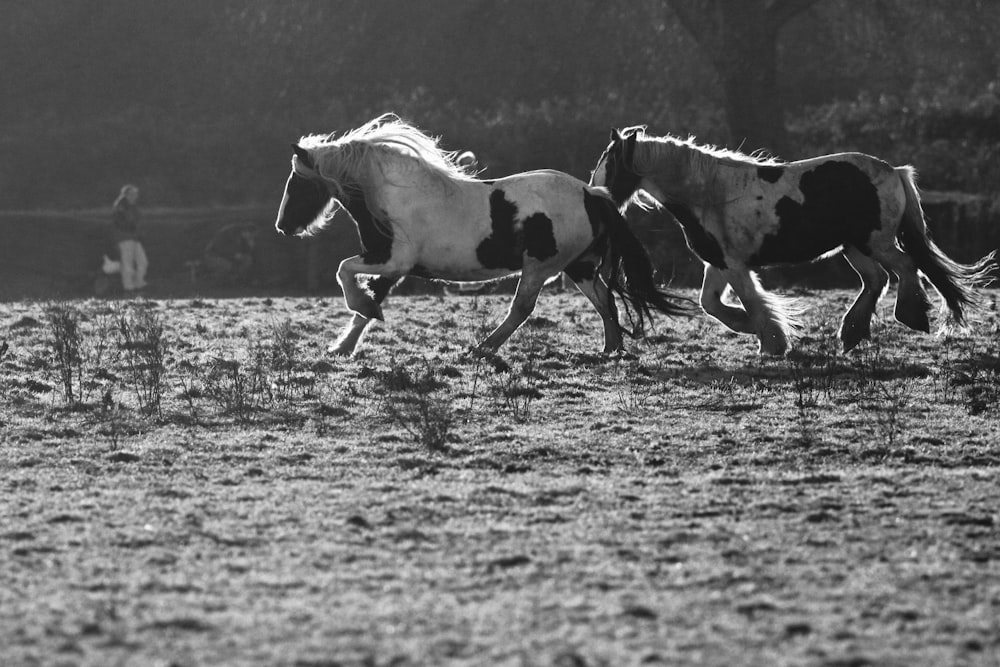 Fotografía en escala de grises de dos caballos en el campo
