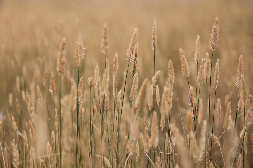 Selektive Fokusfotografie von Weizenfeldern