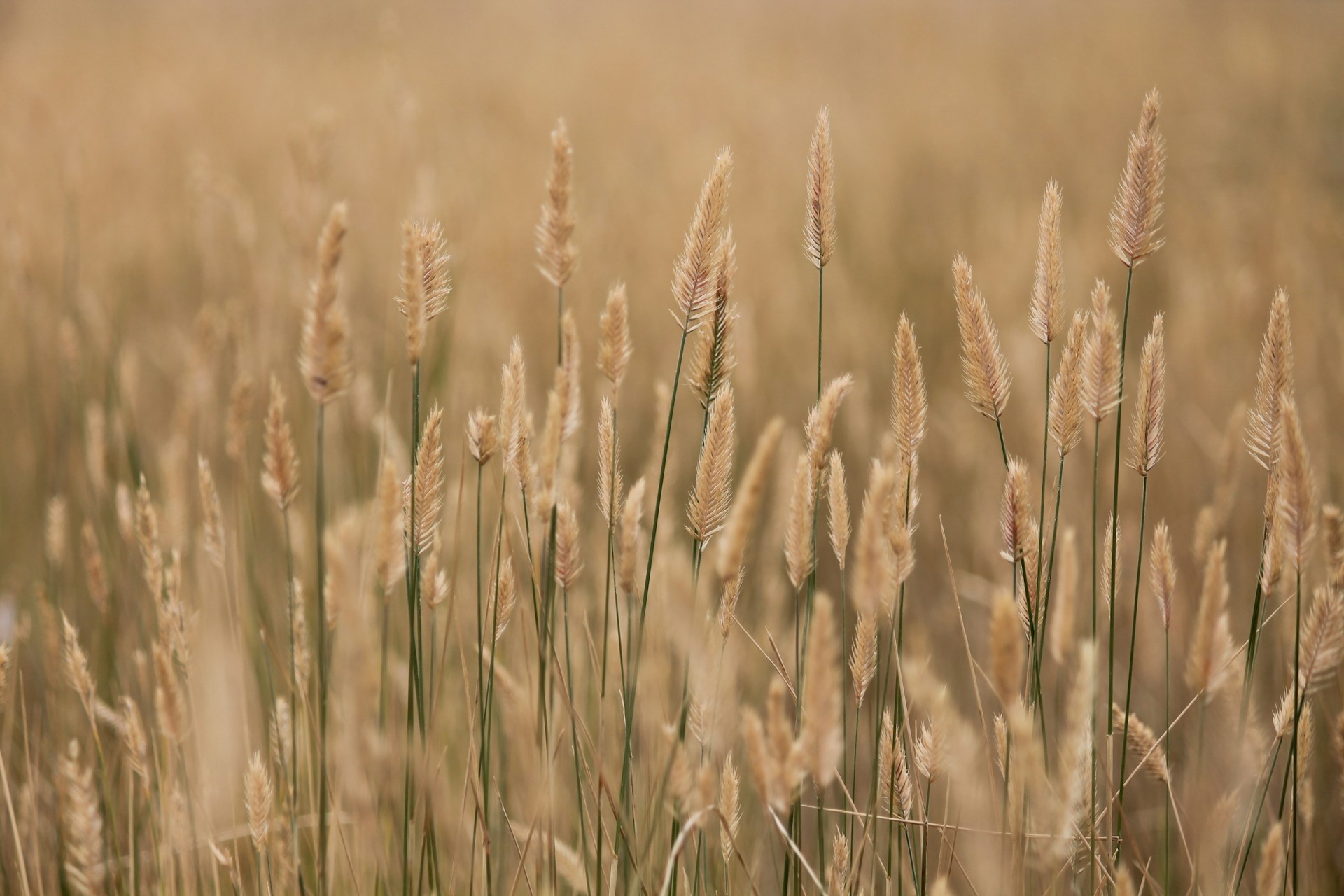 selective focus photography of wheat field