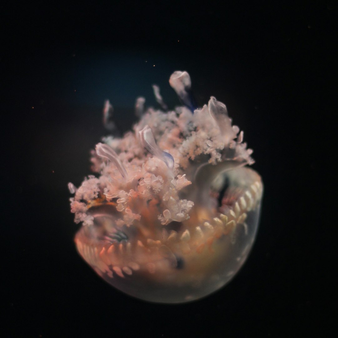 macro shot of jellyfish