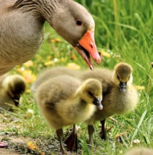 flock of duckies