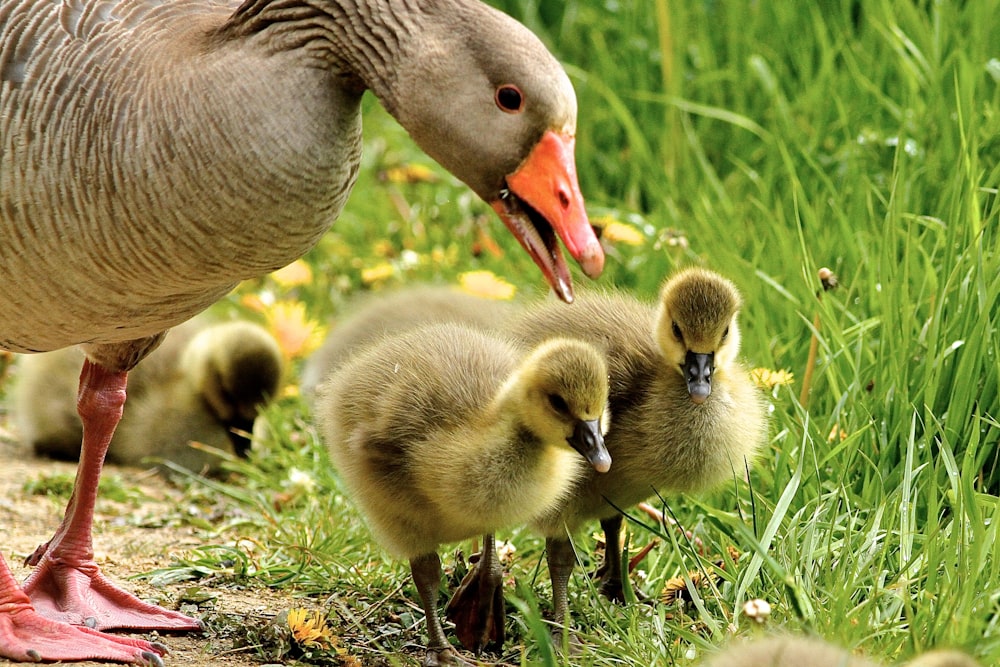 flock of duckies