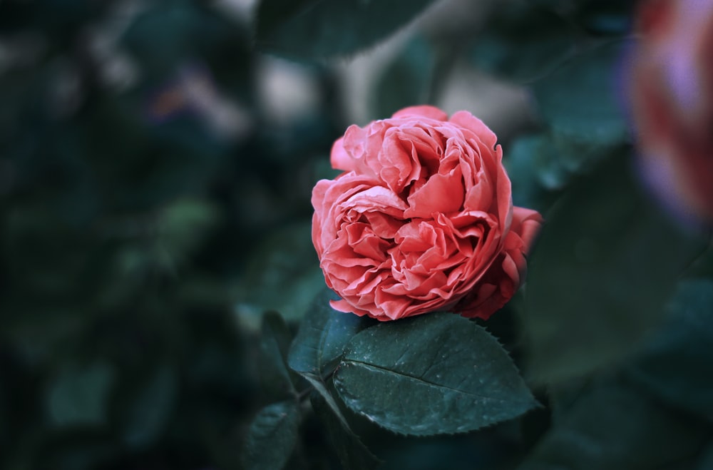 Fotografía de enfoque selectivo de flor rosada agrupada