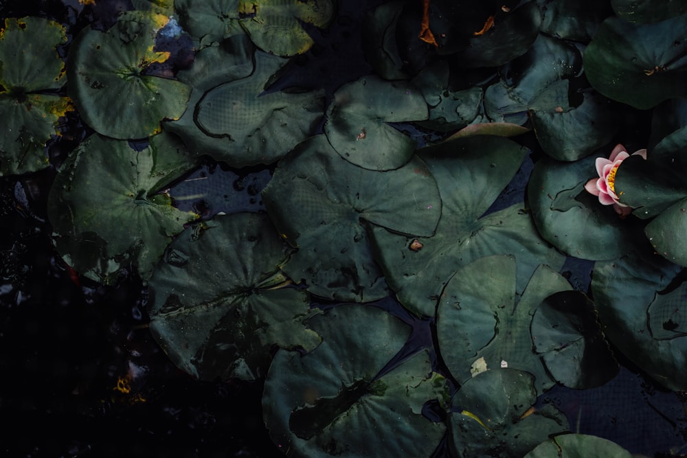 water lilies