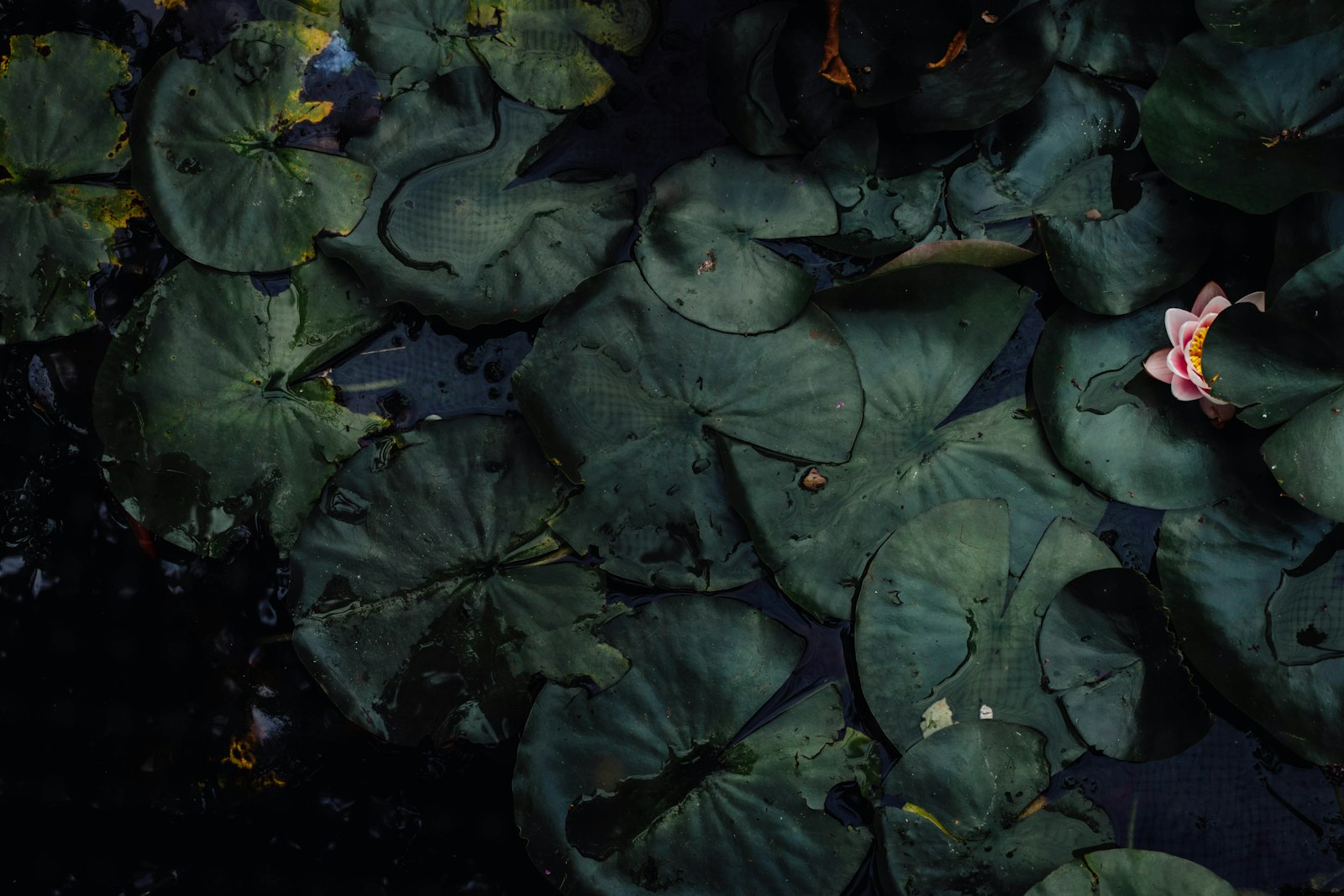 Canon EOS 100D (EOS Rebel SL1 / EOS Kiss X7) sample photo. Water lilies photography
