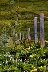 gray wooden fence on green field at daytime