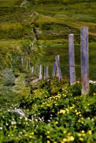 gray wooden fence on green field at daytime