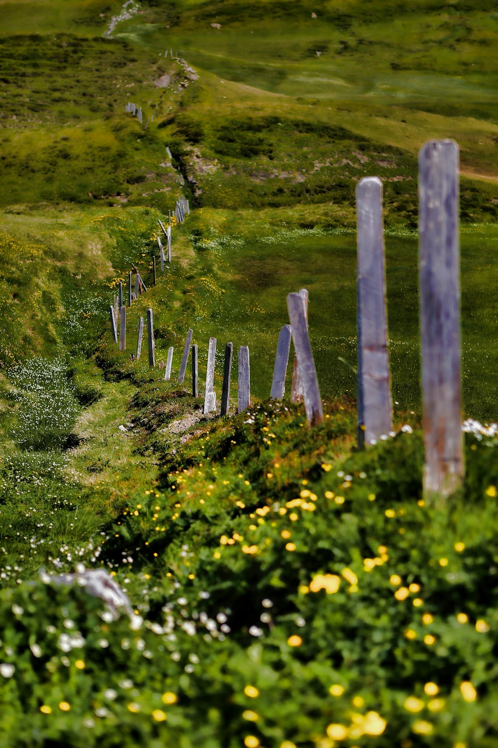 gray wooden fence on green field at daytime