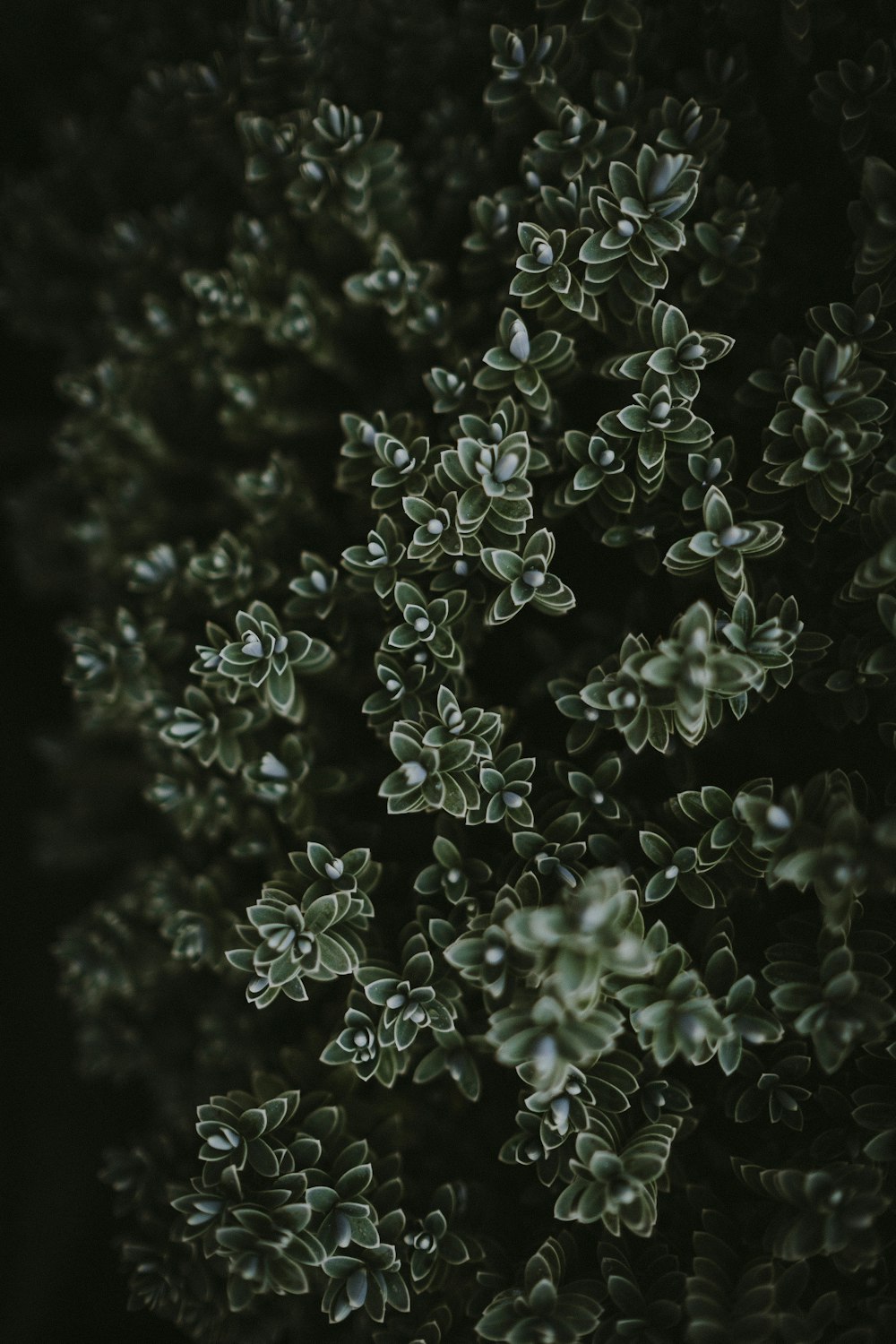 녹색 잎이 달린 식물 사진