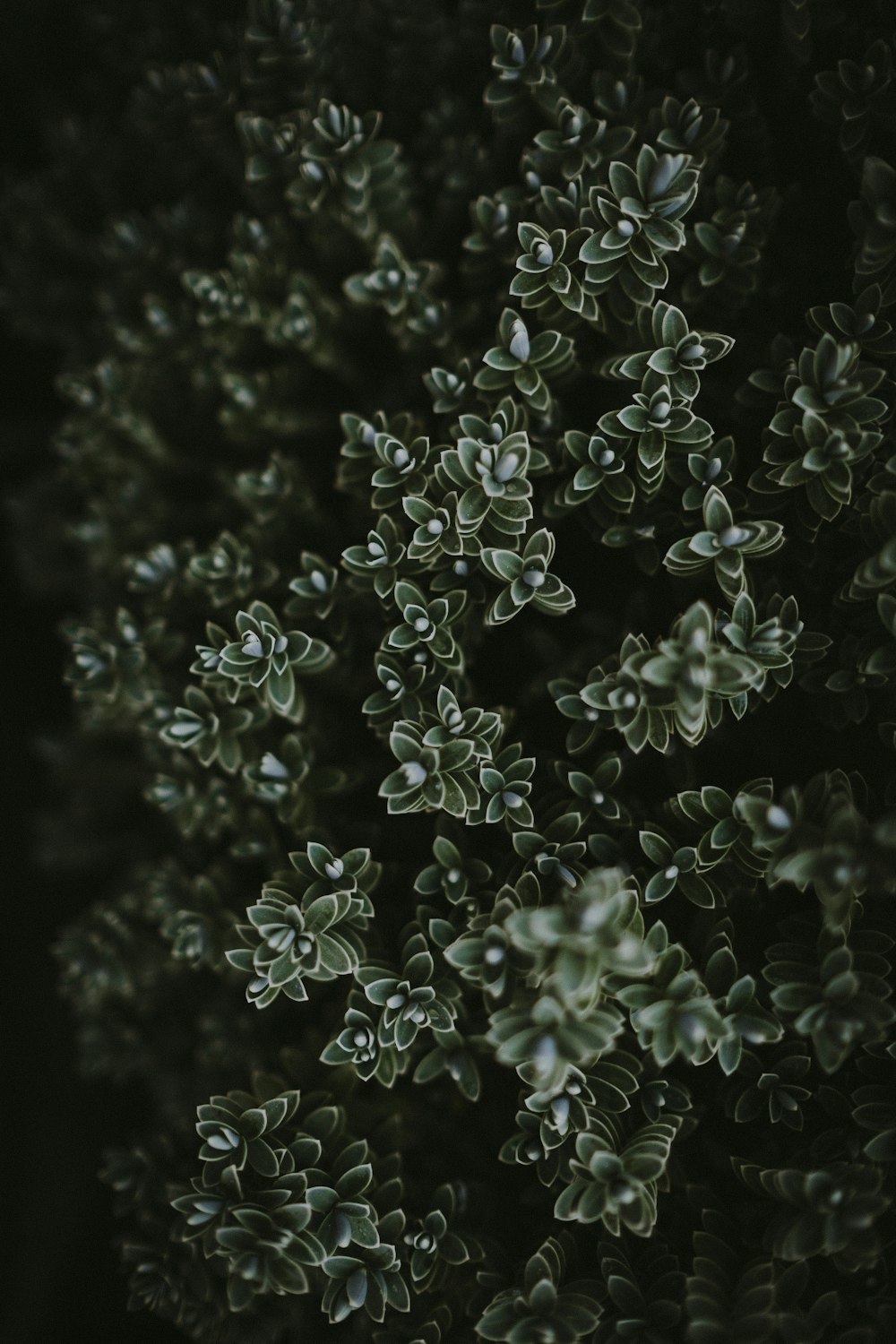 green leafed plants photograph