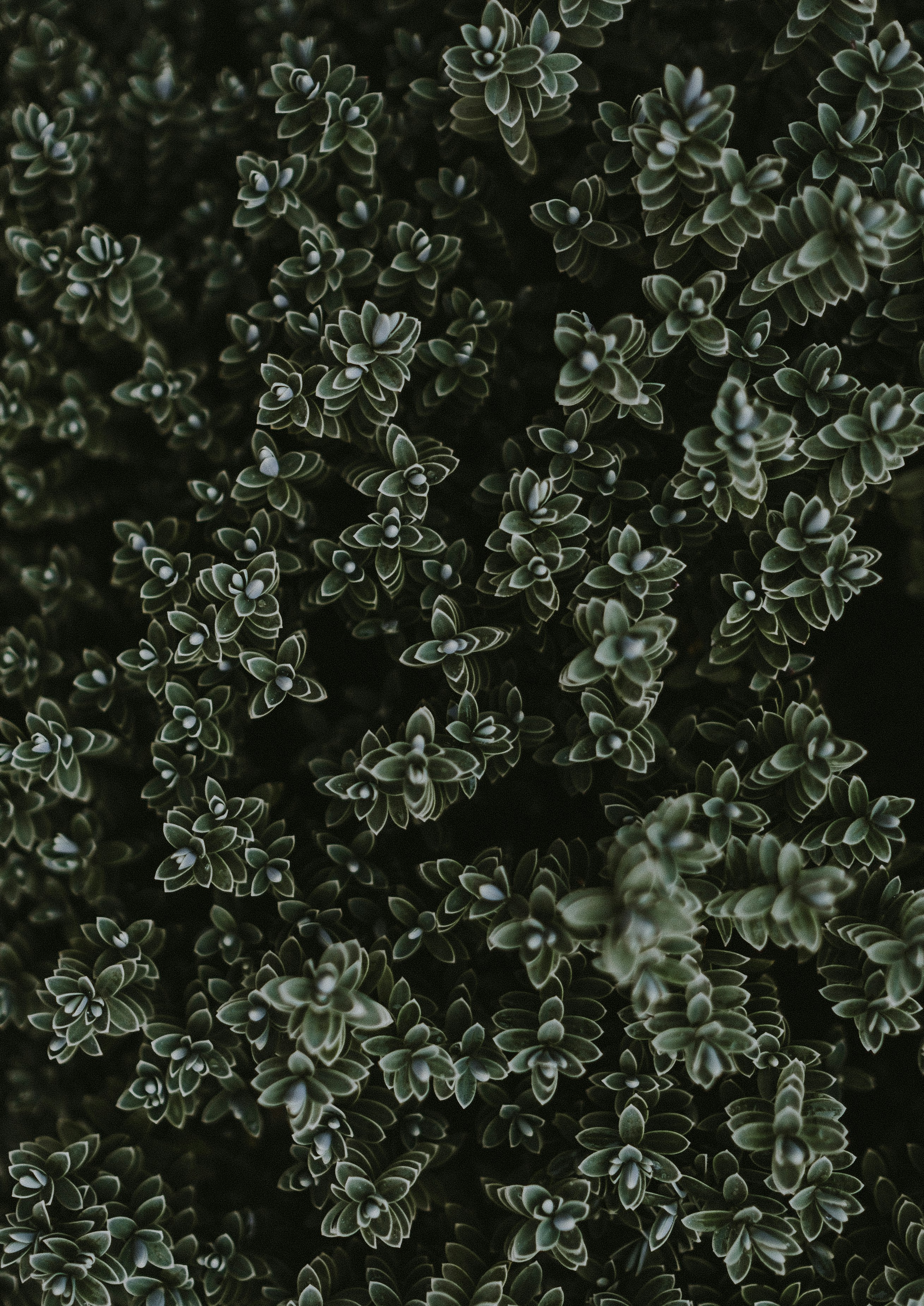 Privet Green