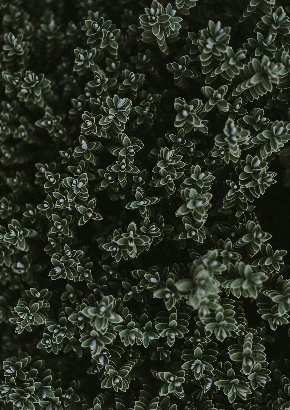 visão de alto ângulo da planta de folhas verdes
