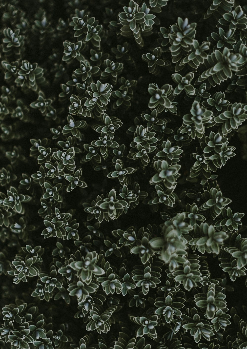 high angle view of green leafed plant