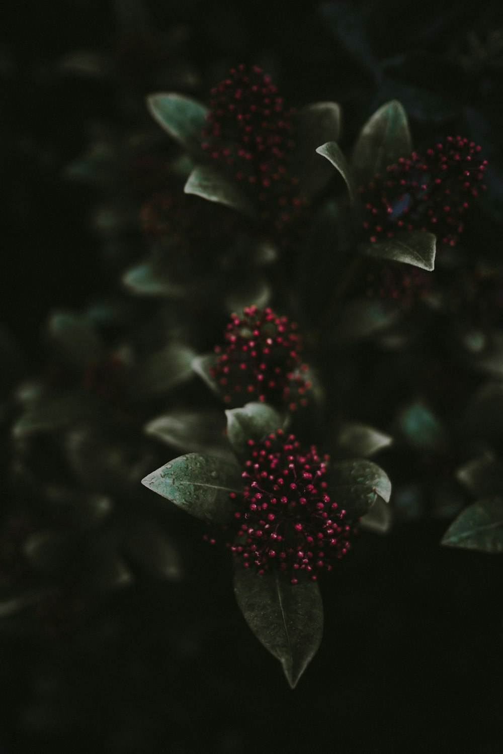 selective focus photography of red petaled flower in bloom