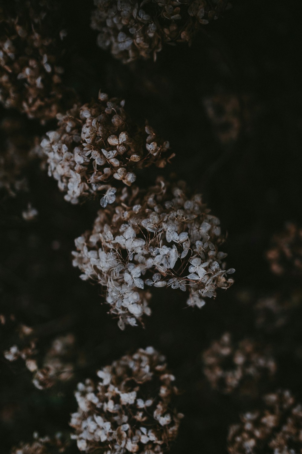 a close up of a bunch of flowers