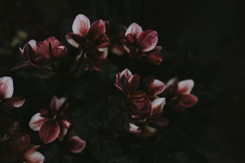 purple petaled flowers