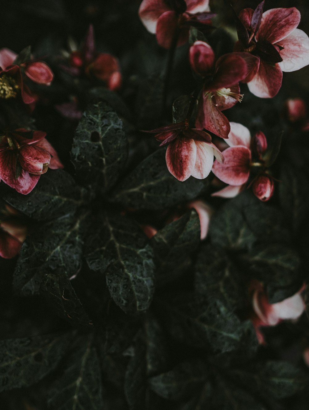 red-and-white petaled flowers