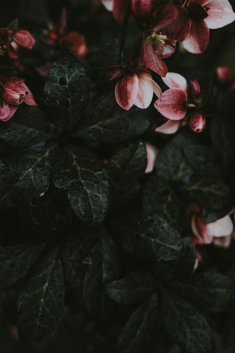 Fotografía macro de planta de hojas rosadas y blancas