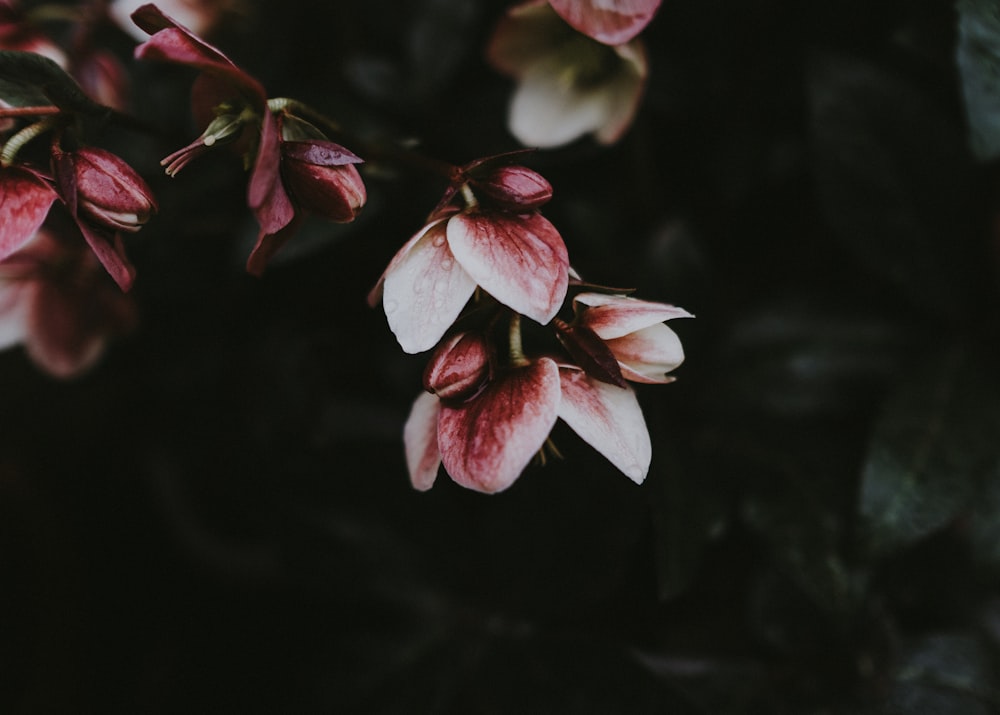 fotografia de closeup de flor de pétala rosa