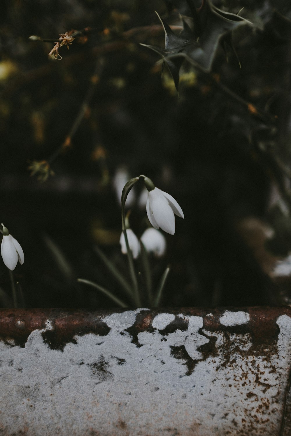 macro shot of white flowers