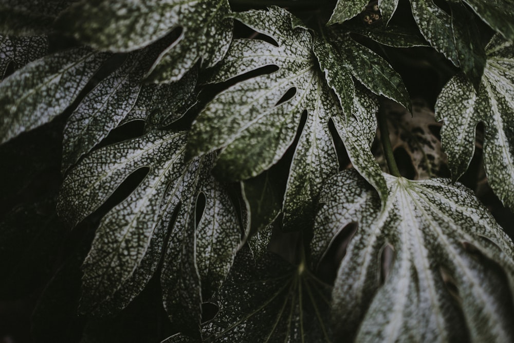 macro shot photography of green and white leaves