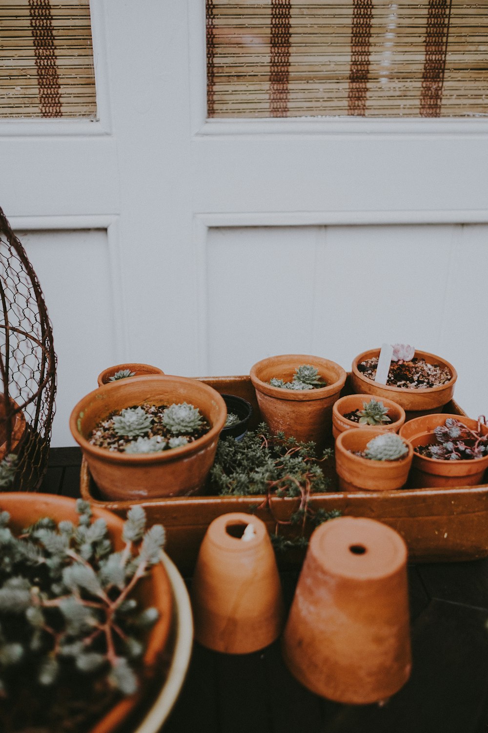 green succulent plants in brown pots