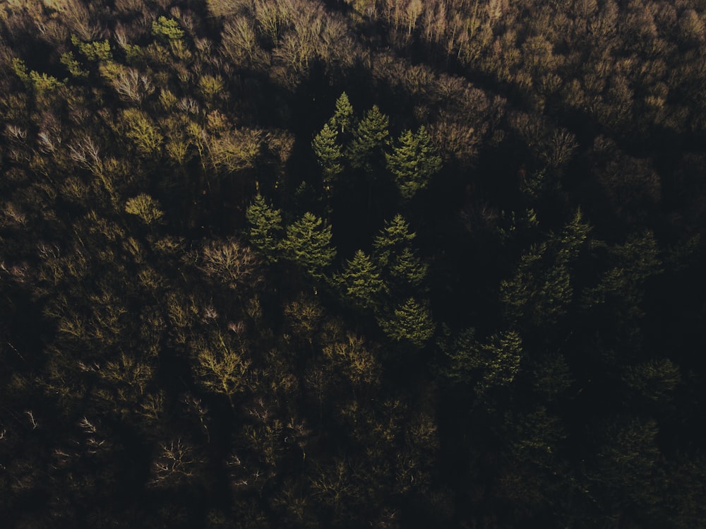 aerial photography of green and brown leaf trees