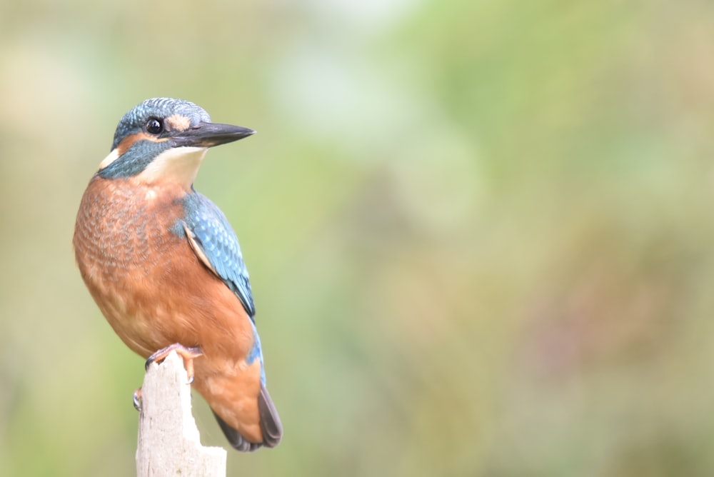 kingfisher perching on wood