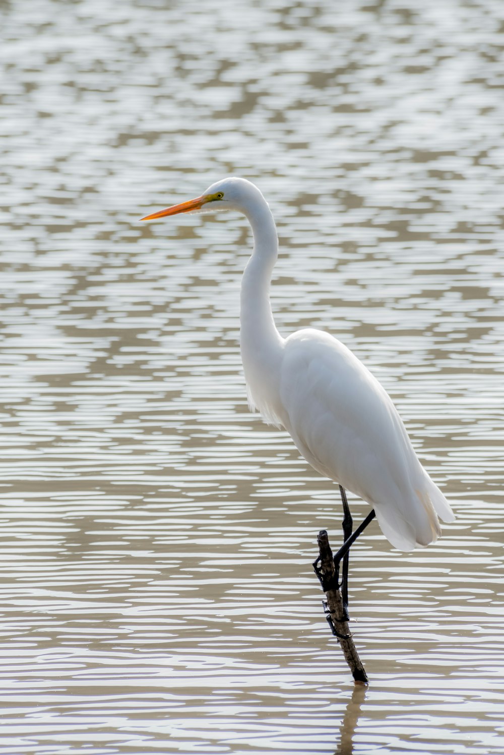 white bird standing on tree branch