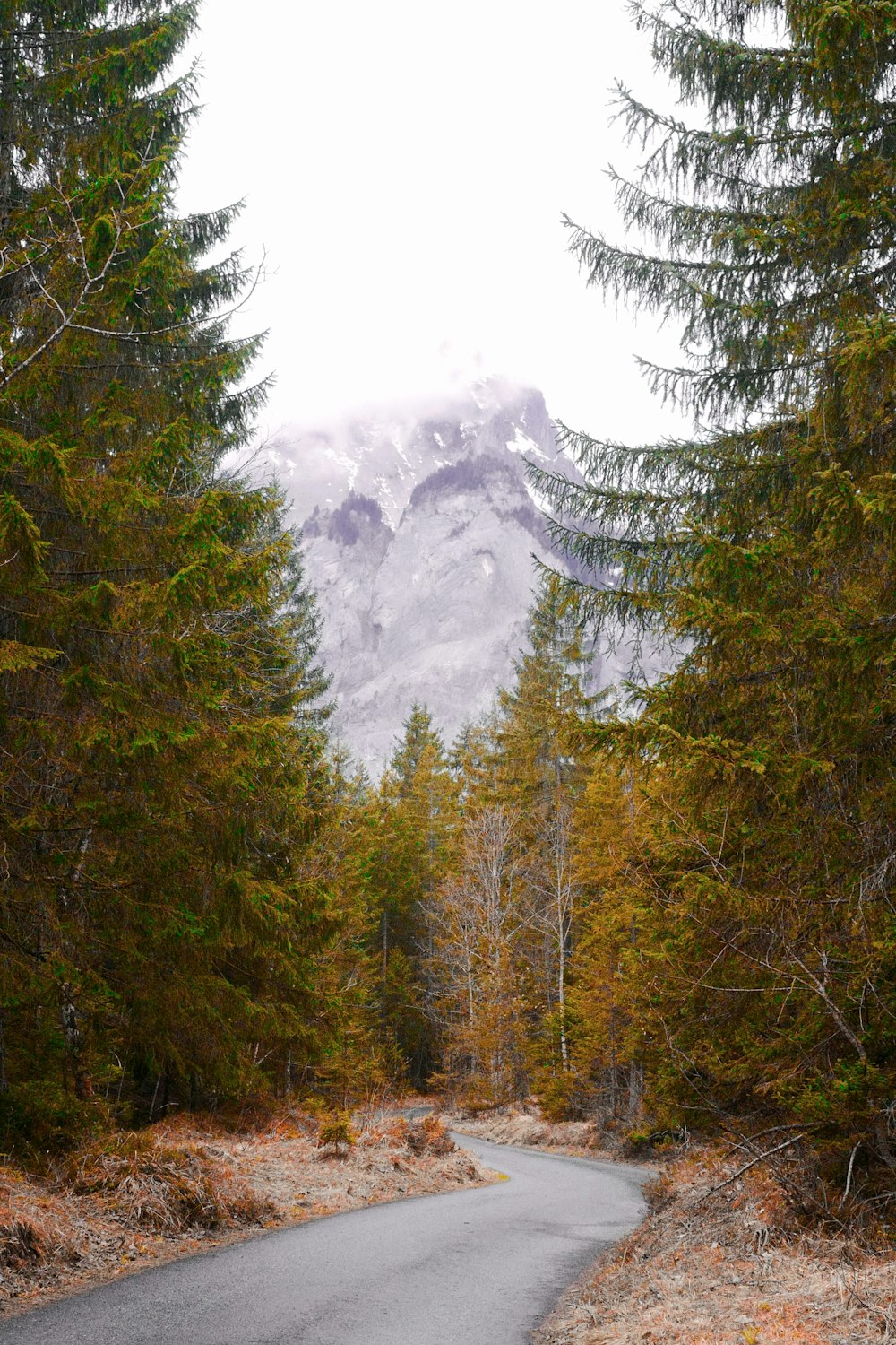route vide entre les arbres près de la montagne