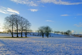landscape photography of leafless trees