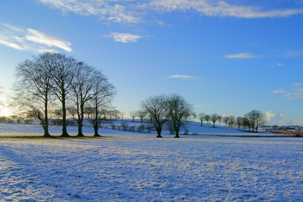 landscape photography of leafless trees