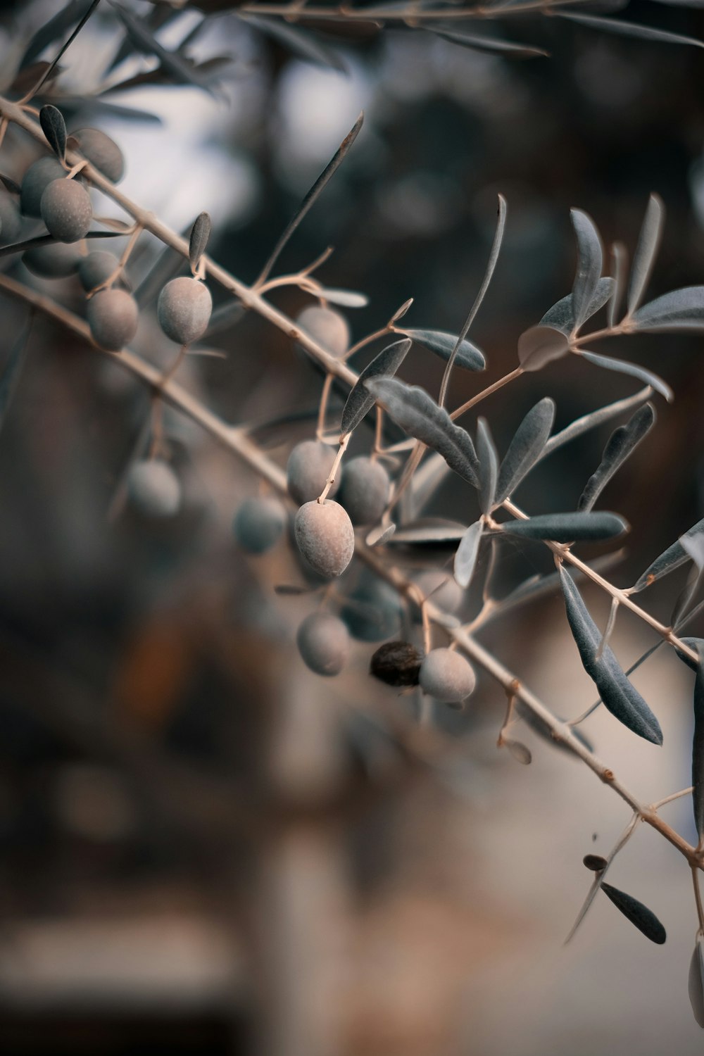 closeup photography of green leaf plant