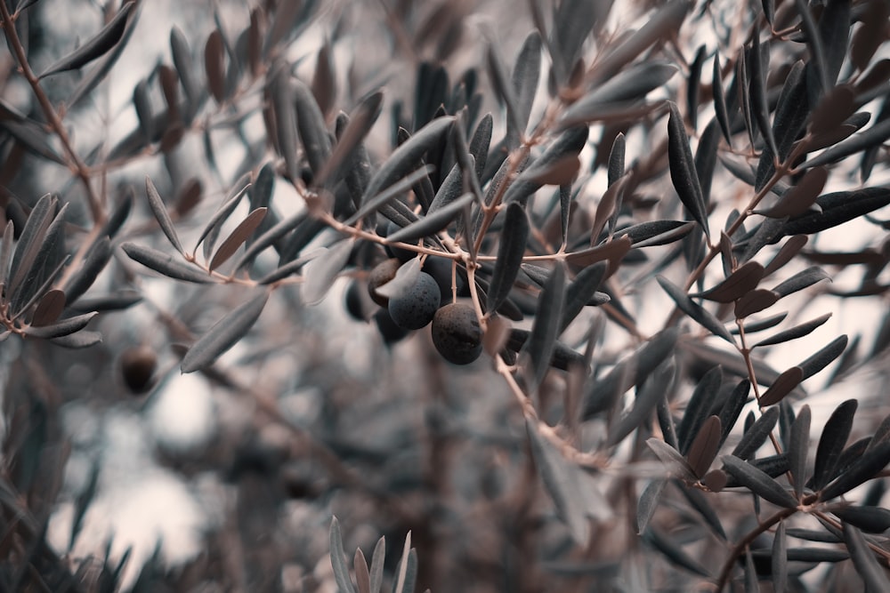 Fotografía en escala de grises de la planta de hoja verde