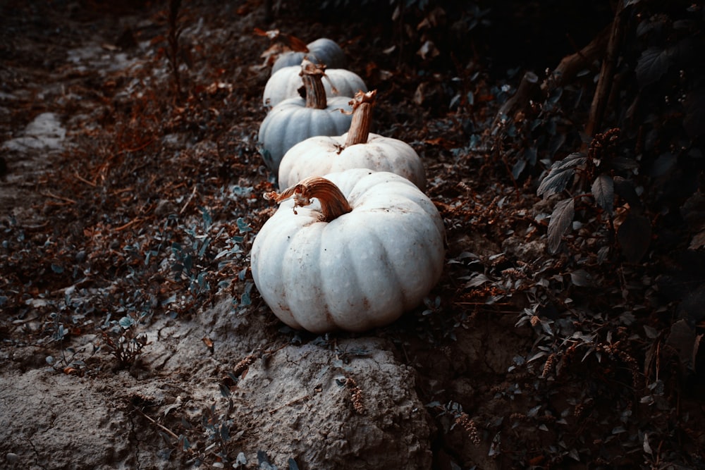 squashes on brown soil