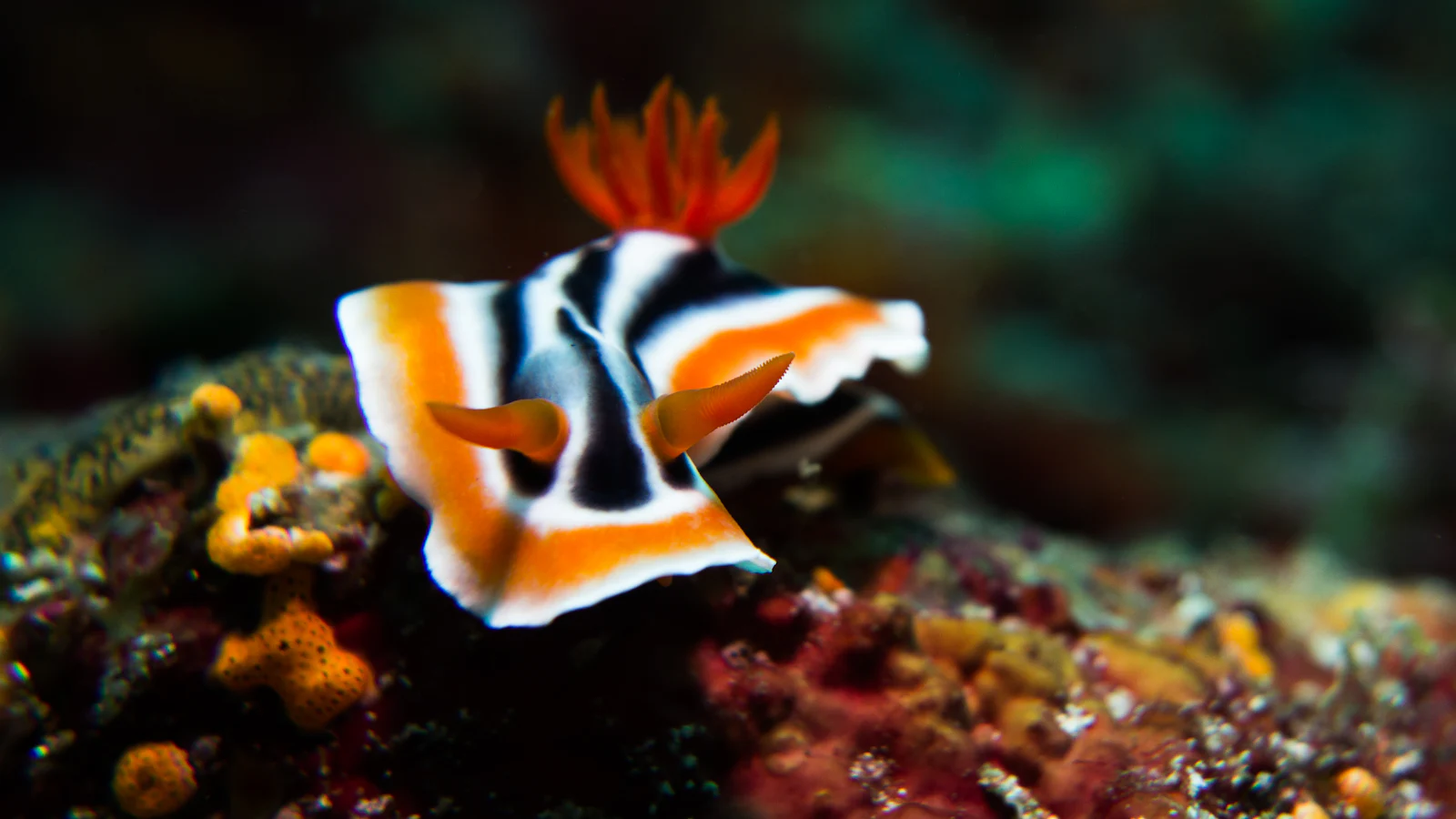 Black, white and orange chromodoris nudibranch on the reef