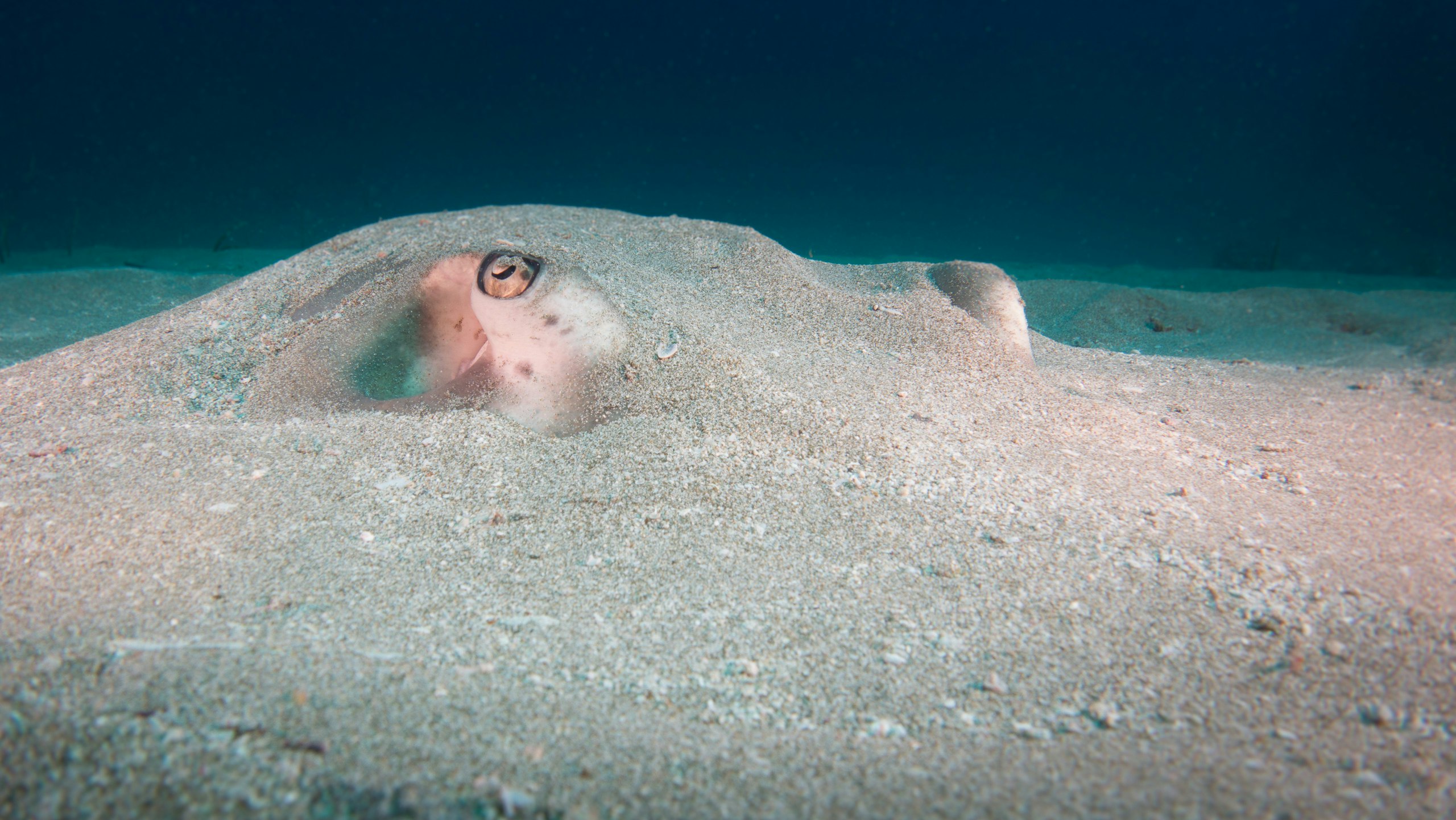The flat body has sharp corners and allows the stingray to efficiently bury itself in the sand to avoid predators.