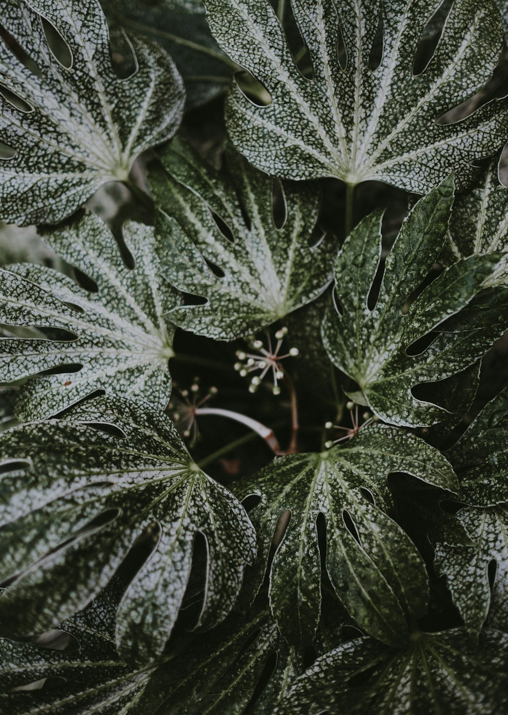 close-up photography of green leafed plants