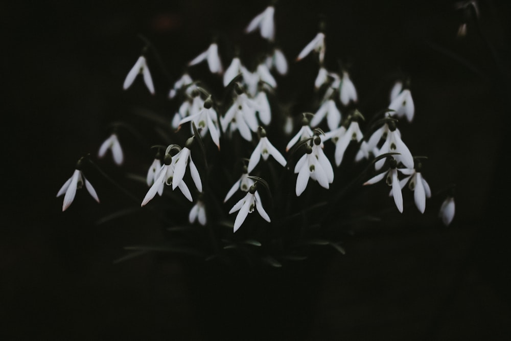 a bunch of white flowers in a vase