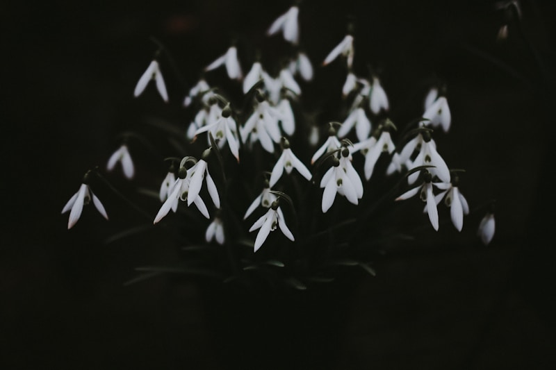Snowdrops