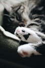 close-up photography of white and black tabby cat paw