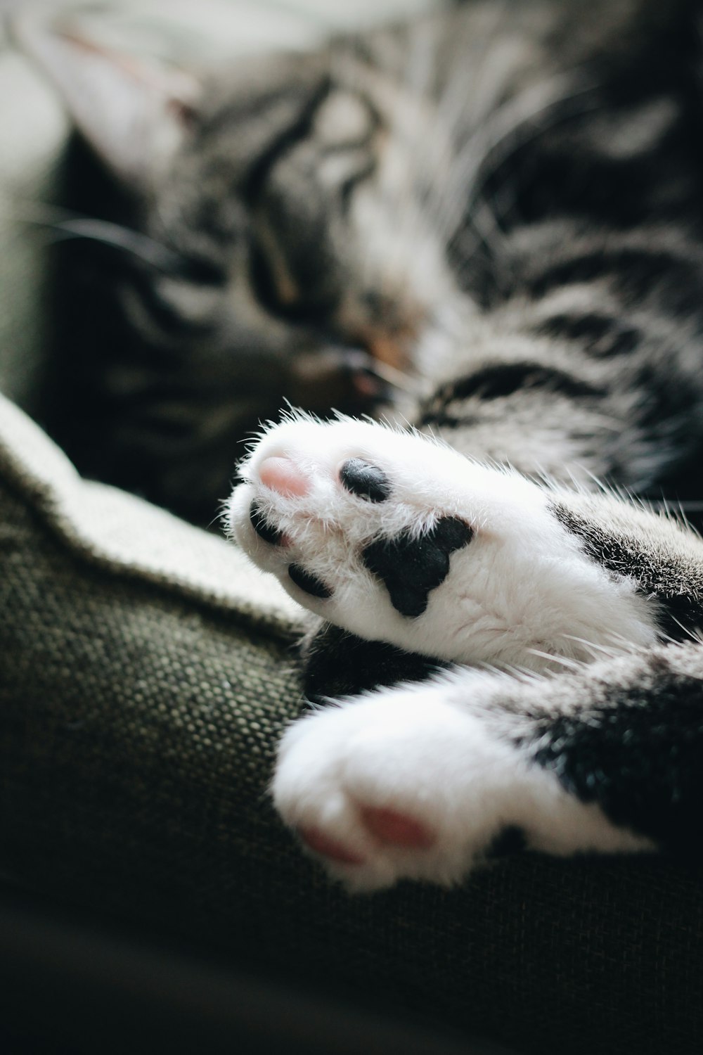 흰색과 검은색 줄무늬 고양이 발의 근접 촬영