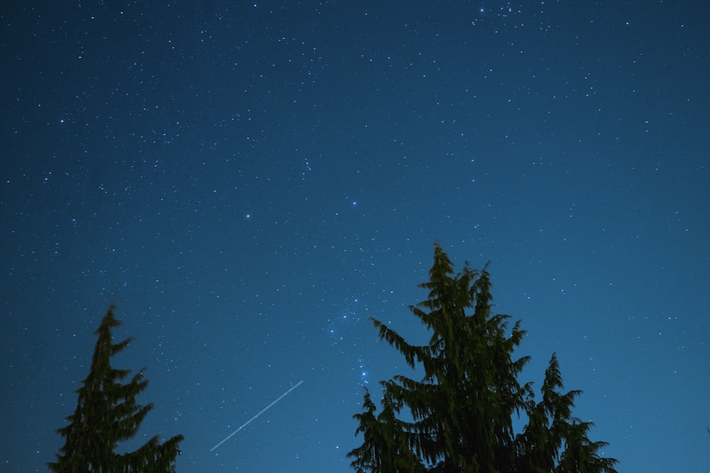 green trees under starry night sky