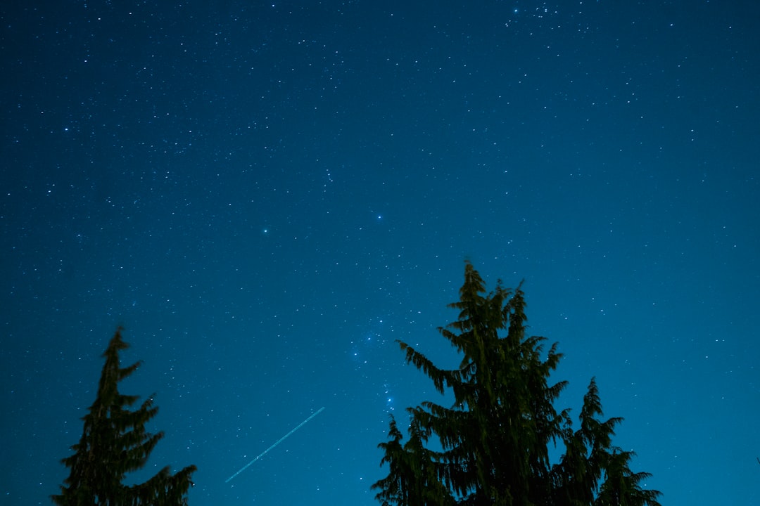 green trees under starry night sky