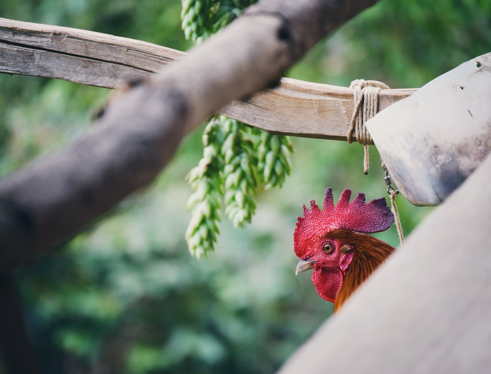 selective focused photo of a rooster