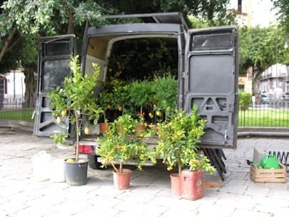 A van with open doors at the rear reveals a variety of potted plants, including small citrus trees with visible fruits and lush greenery. The scene is set outdoors on a paved area with a park and trees visible in the background. Several pots and containers are arranged on the ground in front of the van.