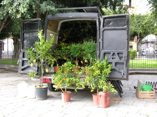 A van with open doors at the rear reveals a variety of potted plants, including small citrus trees with visible fruits and lush greenery. The scene is set outdoors on a paved area with a park and trees visible in the background. Several pots and containers are arranged on the ground in front of the van.